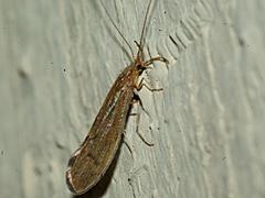Longhorned Caddisfly